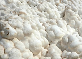 Calcite crystal formation