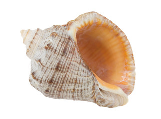 seashell
