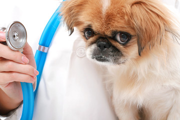 Vet and small dog.