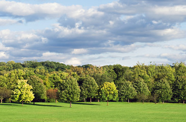 Fototapeta na wymiar Wooded Field with Cloudscape
