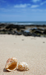 Fototapeta na wymiar Seashells on the beach