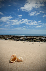 Seashells on the beach