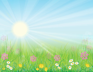 Fototapeta na wymiar Background with sunny meadow