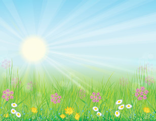 Background with sunny meadow