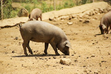 Iberisches Schwein - Black Iberian pig 03