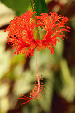 Pfeifenputzer Pflanze - Bottlebrush plant 01