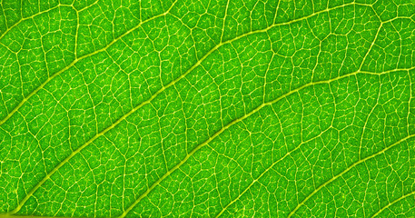 leaf  background