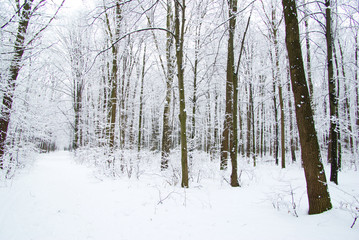 winter forest