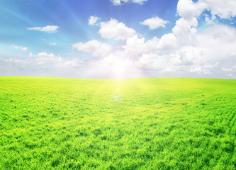 meadow