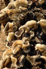 champignon