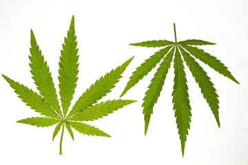 hemp leaf isolated