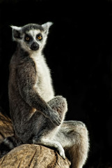 Katta (Lemur catta)