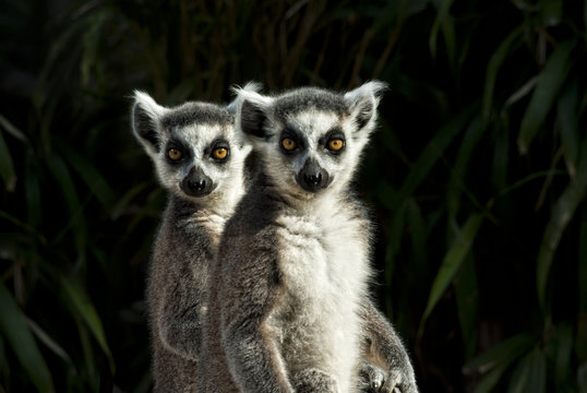 zwei Kattas (Lemur catta)