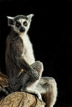 Katta (Lemur catta)