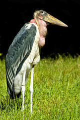 Marabu (Leptoptilos crumeniferus)