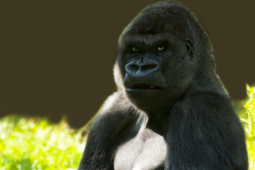 m&auml;nnlicher gorilla mit grimmigem Gesichtsausdruck