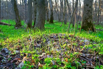bright spring glade in a forest