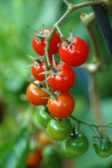 tomatoes on the vine