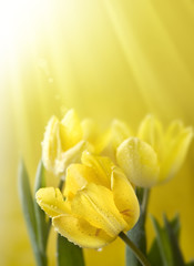 Yellow tulips