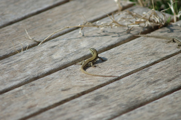 common lizards on deck