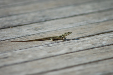 common lizard on deck
