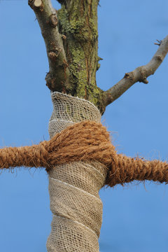 junger baum