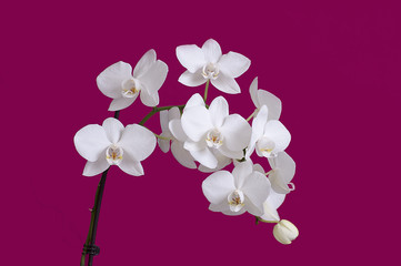 Fototapeta premium Orchidea strorczyk biały