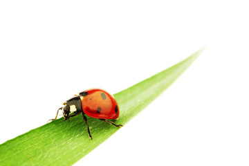 ladybug on grass