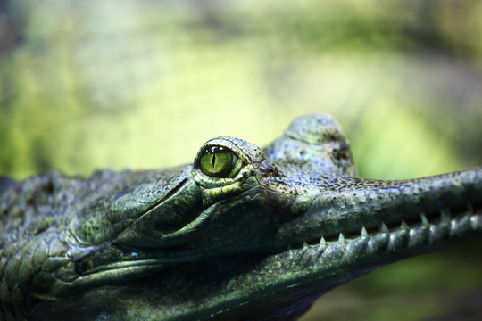 gavial crocodile