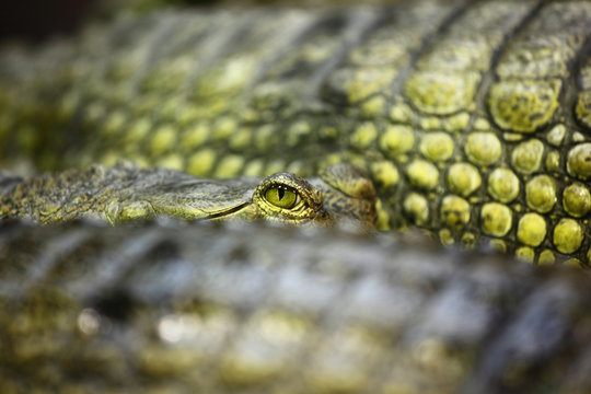 gavial crocodile