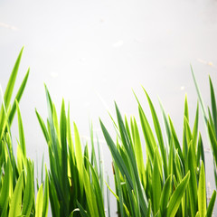 Fototapeta premium grass