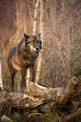 Wolf in seinem Revier