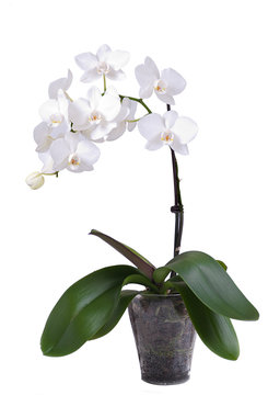 orchidea w doniczce biała