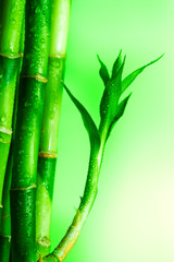 Obraz premium Bamboo