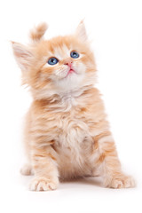 Siberian cat isolated on white