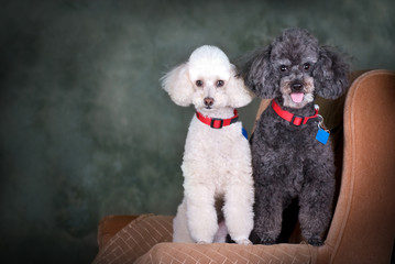 A Pair of Poodles Portrait