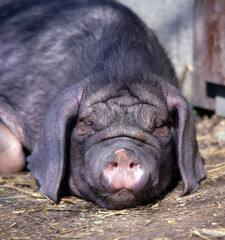 Schwein_116047