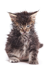 Obraz premium Siberian cat isolated on white