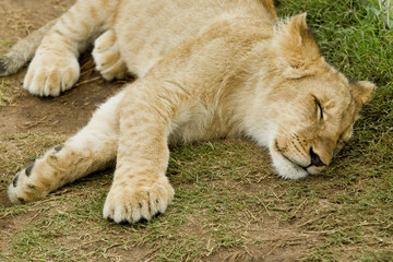 Sleeping male lion cub