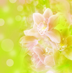 Fototapeta na wymiar orchid background
