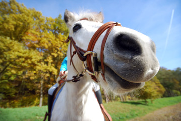 Pferd