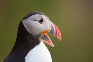 Papageitaucher; Atlantic Puffin; Fratercula arctica