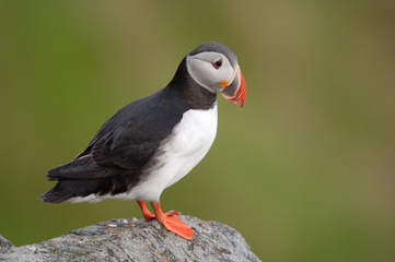 Papageitaucher; Atlantic Puffin; Fratercula arctica