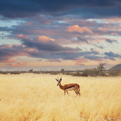 Naklejka premium Antelope