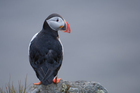 Papageitaucher; Atlantic Puffin; Fratercula arctica