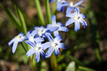 Scilla siberica