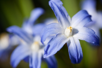 Scilla siberica
