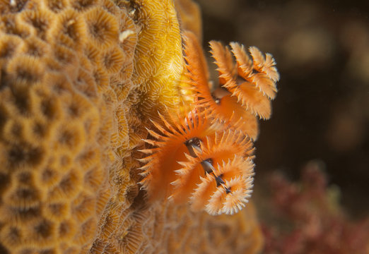 Christmas Tree Worm on a reef in south east Florida.