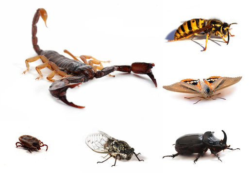 insectes et scorpion