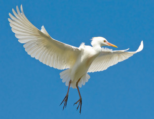 egret in flight